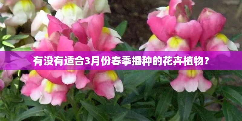 有没有适合3月份春季播种的花卉植物？