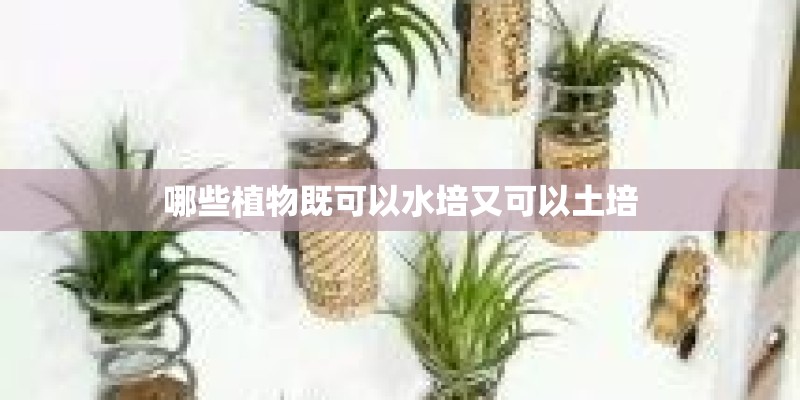 哪些植物既可以水培又可以土培