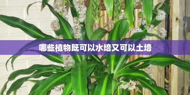 哪些植物既可以水培又可以土培
