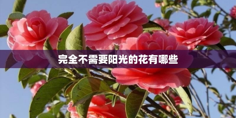 完全不需要阳光的花有哪些