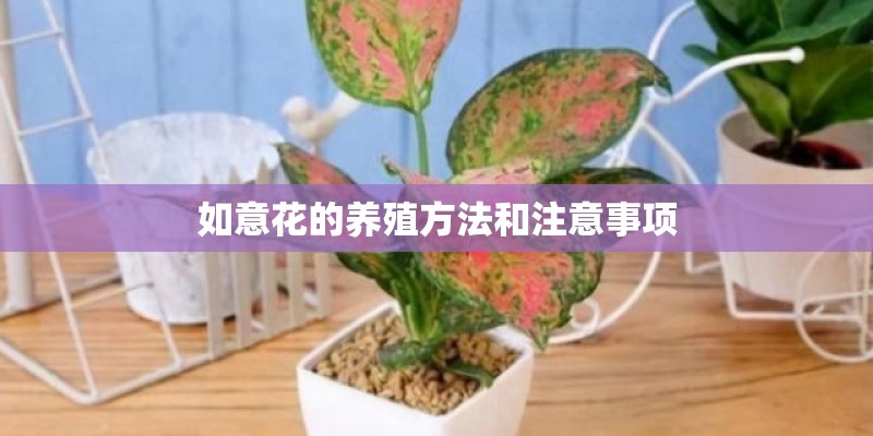 如意花的养殖方法和注意事项