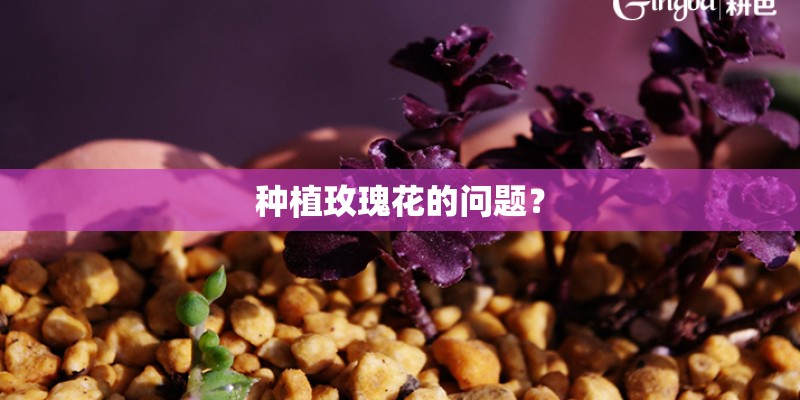 种植玫瑰花的问题？