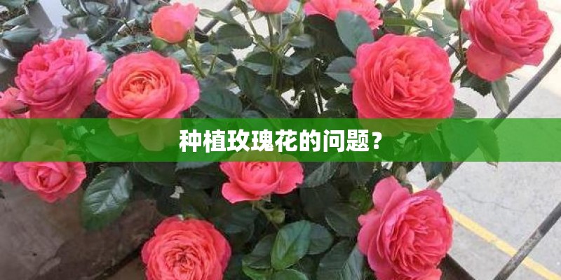 在金三角地区主要替代种植的作物是