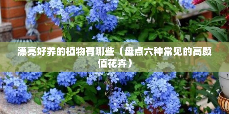 漂亮好养的植物有哪些（盘点六种常见的高颜值花卉）