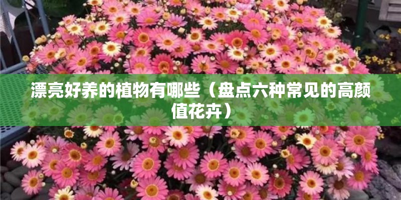 漂亮好养的植物有哪些（盘点六种常见的高颜值花卉）