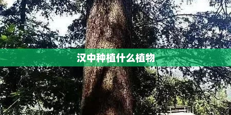 在金三角地区主要替代种植的作物是
