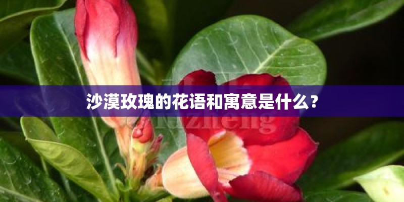 沙漠玫瑰的花语和寓意是什么？
