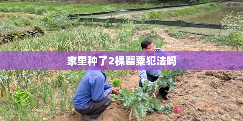 家里种了2棵罂粟犯法吗