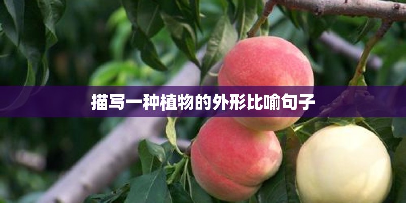 描写一种植物的外形比喻句子