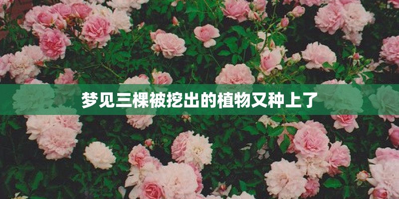 梦见三棵被挖出的植物又种上了