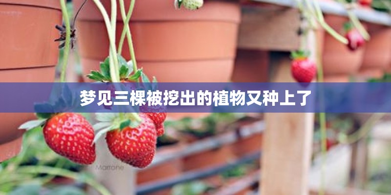梦见三棵被挖出的植物又种上了