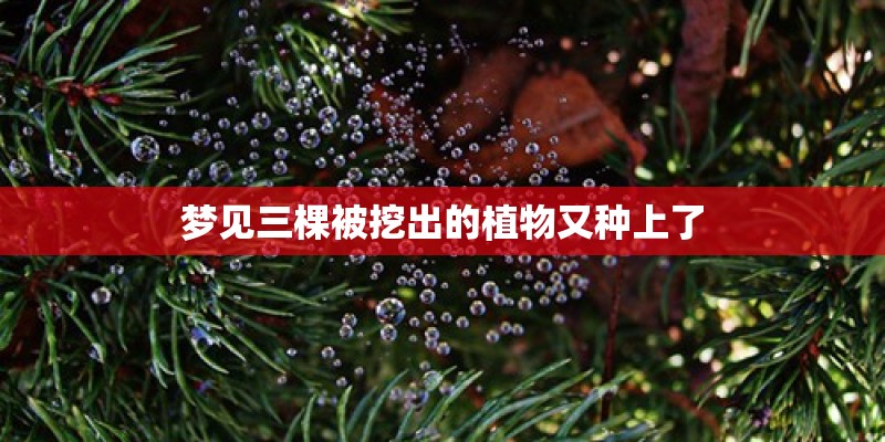 梦见三棵被挖出的植物又种上了