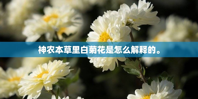 神农本草里白菊花是怎么解释的。