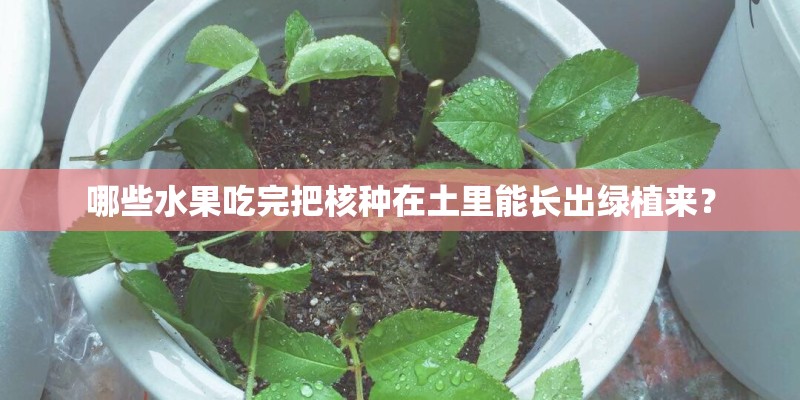 哪些水果吃完把核种在土里能长出绿植来？