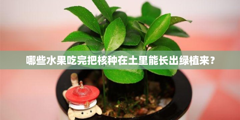 哪些水果吃完把核种在土里能长出绿植来？