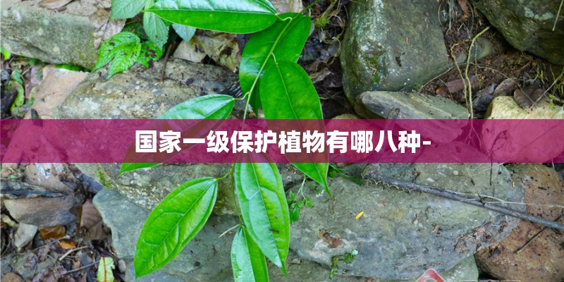 国家一级保护植物有哪八种-