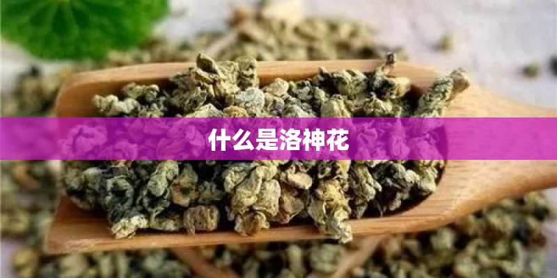 什么是洛神花