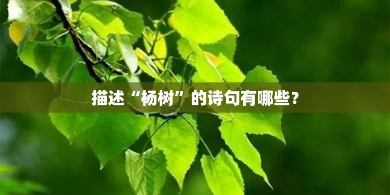 榕树栽培养护技术
