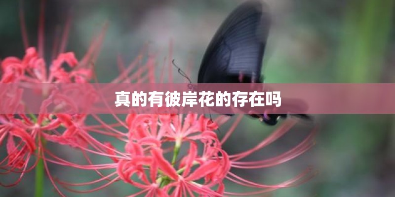 真的有彼岸花的存在吗