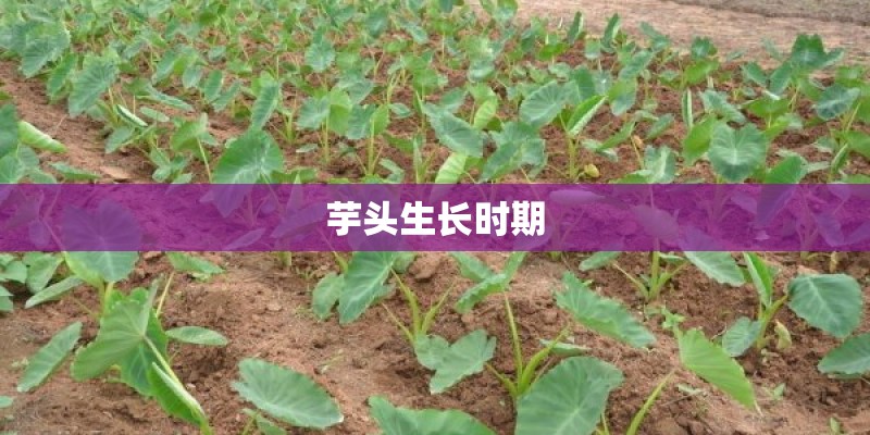 芋头生长时期