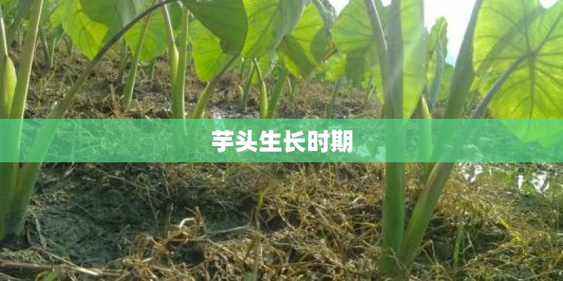 芋头生长时期