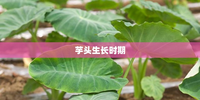 芋头生长时期