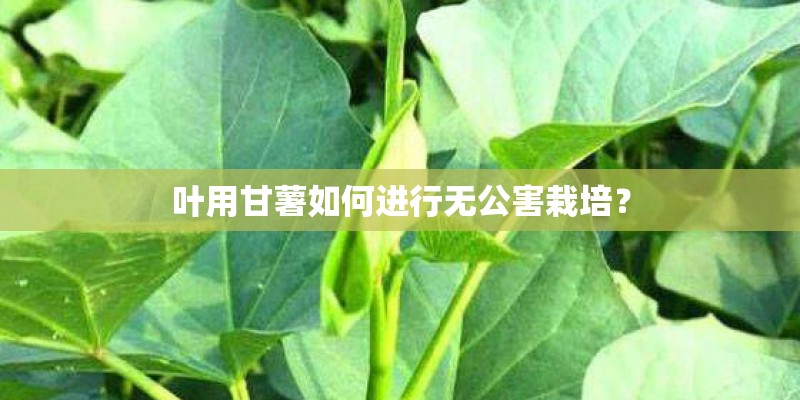 叶用甘薯如何进行无公害栽培？