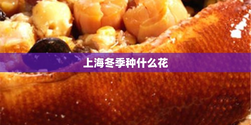 上海冬季种什么花
