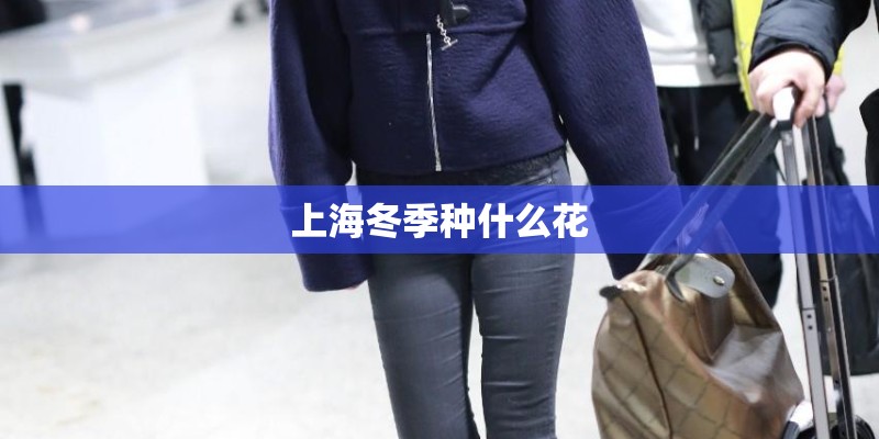上海冬季种什么花