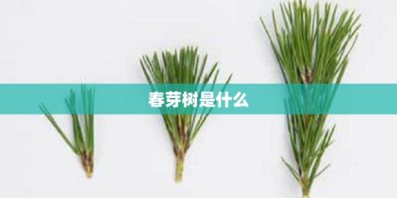 春芽树是什么