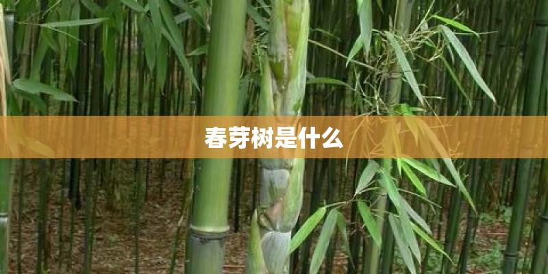 春芽树是什么