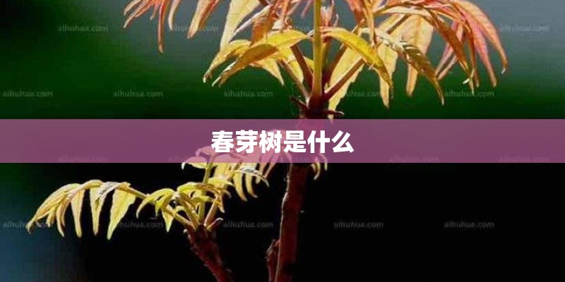 春芽树是什么