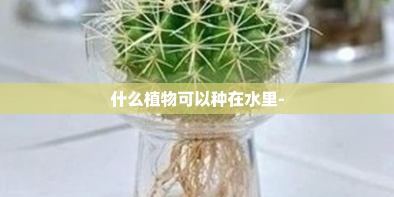 什么植物可以种在水里-