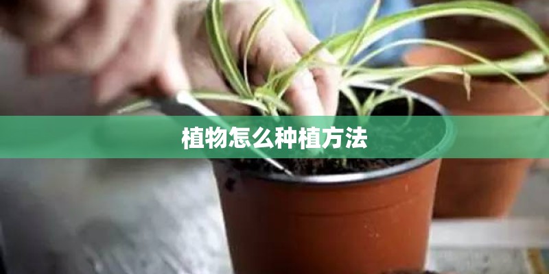 植物怎么种植方法