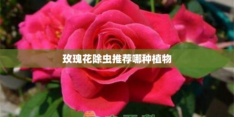 玫瑰花除虫推荐哪种植物