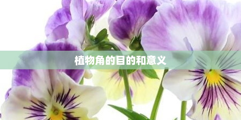 植物角的目的和意义