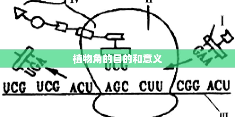 植物角的目的和意义