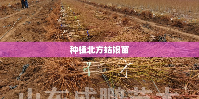 种植北方姑娘苗