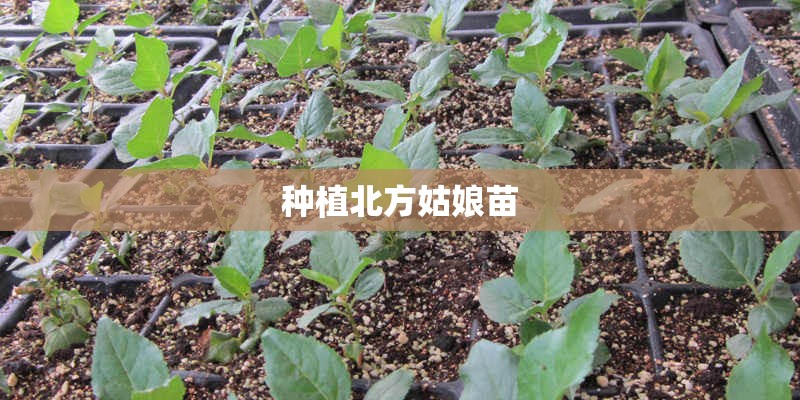 种植北方姑娘苗