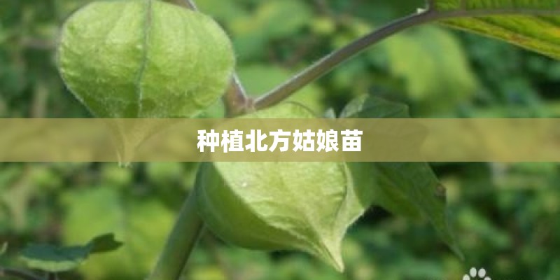 种植北方姑娘苗