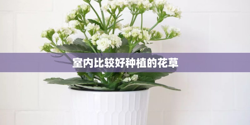 室内比较好种植的花草