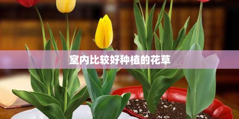 室内比较好种植的花草