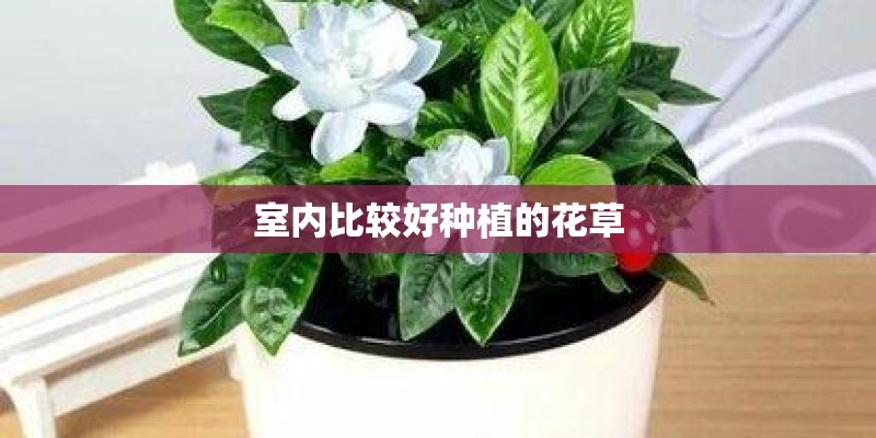 室内比较好种植的花草