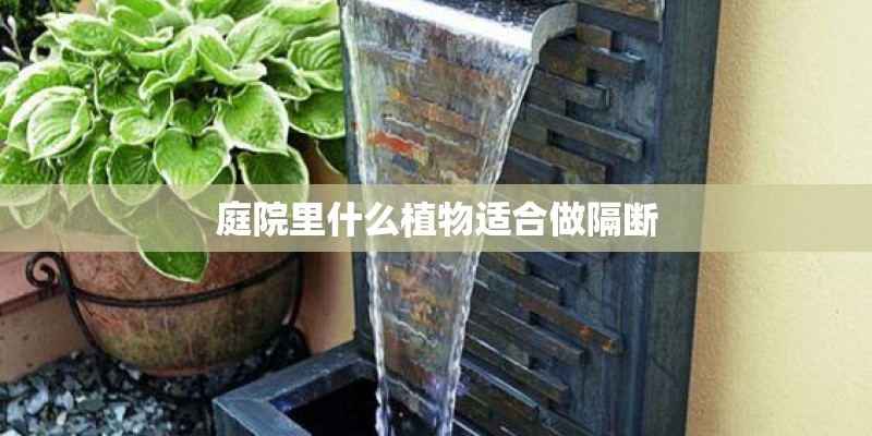 庭院里什么植物适合做隔断