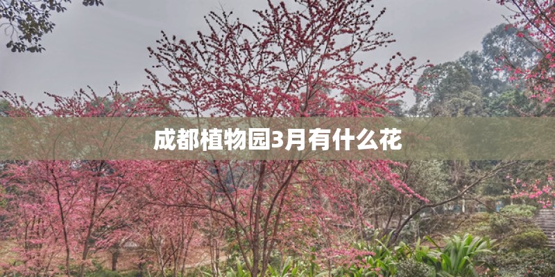 成都植物园3月有什么花