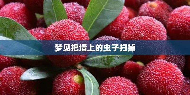 梦见把墙上的虫子扫掉