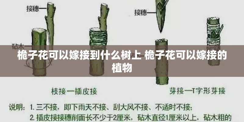 桅子花可以嫁接到什么树上 桅子花可以嫁接的植物