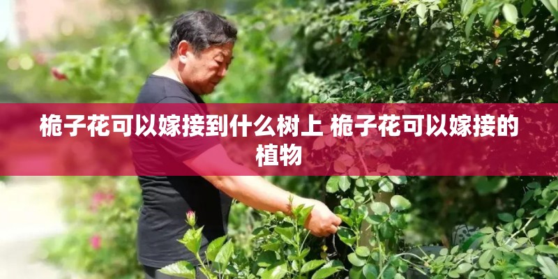 桅子花可以嫁接到什么树上 桅子花可以嫁接的植物
