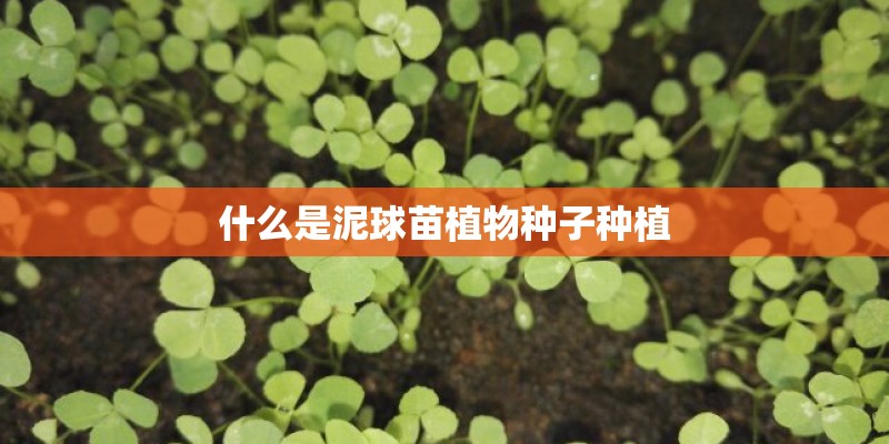 什么是泥球苗植物种子种植