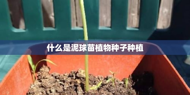 什么是泥球苗植物种子种植